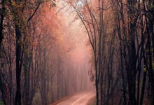 翁泓阳夺男单冠军 2025年瑞士羽毛球公开赛四金二银完美收官.